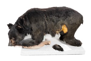 Image description is not available for 1998.4.1